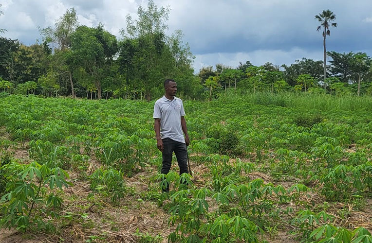 Cassava farm